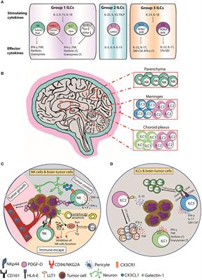 The Role of NK Cells and Innate Lymphoid Cells in Brain Cancer